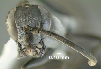 Media type: image;   Entomology 600328 Aspect: head frontal view